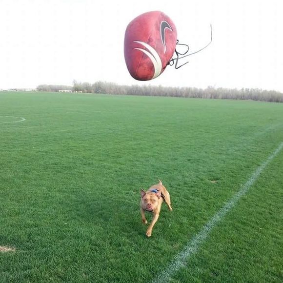 Meet your Posher, Donnie - Picture 1 of 1